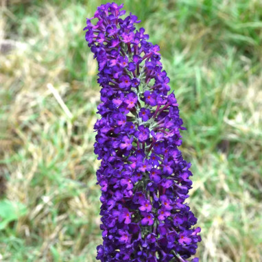 Arbre à papillons Groovy grape® - Buddleja | Achat producteur