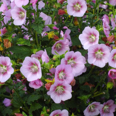Mauve d'Afrique 'Miss Pinky' - Anisodontea | Achat direct producteur