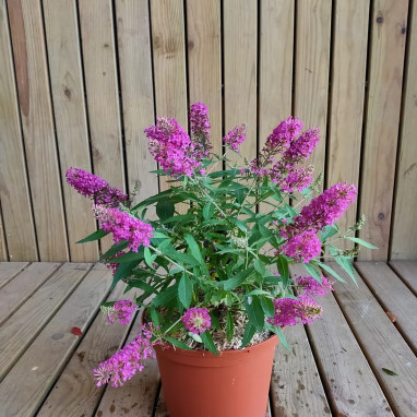 Arbre à papillons Tiny buddy® Hot pink - Buddleja | Achat producteur