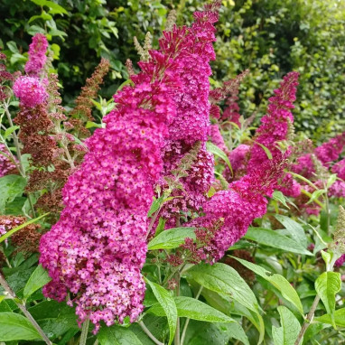 Arbre à papillons Funky Fuchsia® - Buddleja | Achat direct au producteur
