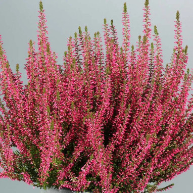 Bruyère d'été 'Angie' - Calluna | Achat direct au producteur