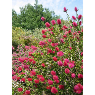 Callistemon Hot Pink® - Callistemon | Achat direct au producteur