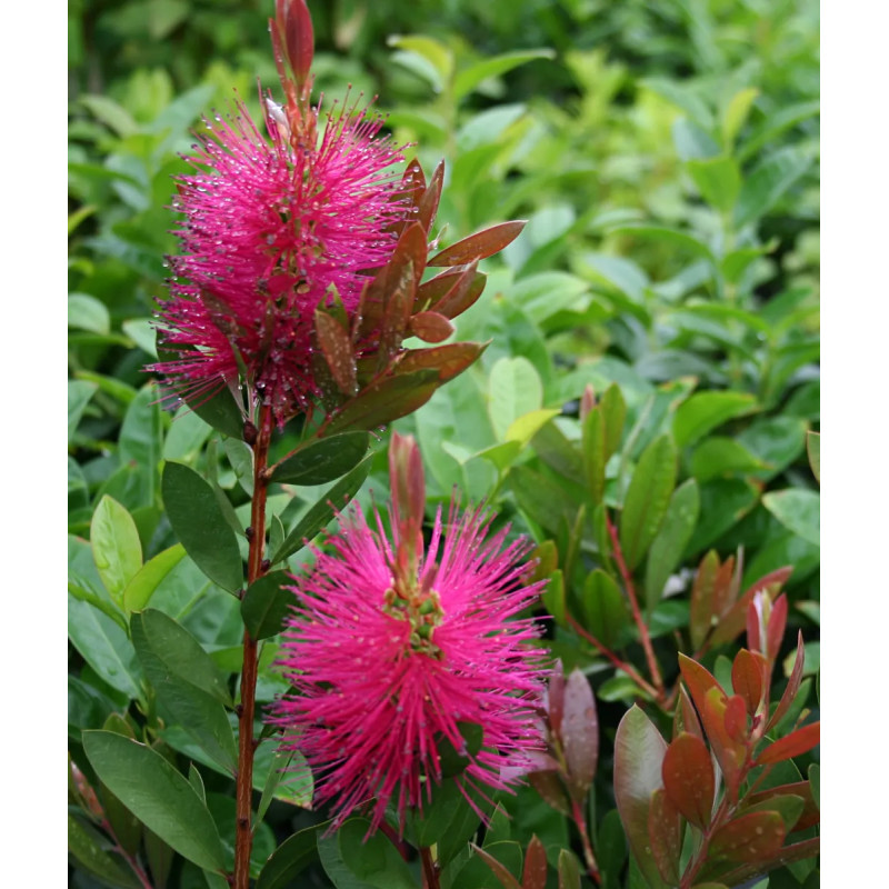 Callistemon Hot Pink® - Callistemon | Achat direct au producteur