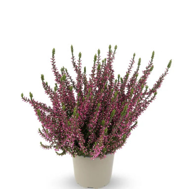 Bruyère d'été 'Ametysth' - Calluna | Achat direct au producteur