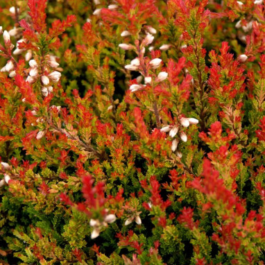 Bruyère d'été 'Bonita' - Calluna | Achat direct au producteur