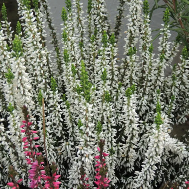 Bruyère d'été 'Helena' - Calluna | Achat direct au producteur