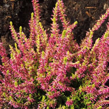 Bruyère d'été 'Golden Angie' - Calluna | Achat direct au producteur