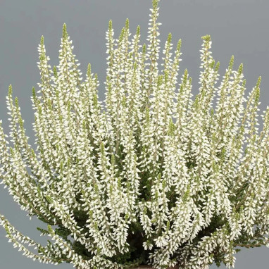 Bruyère d'été 'Bettina' - Calluna | Achat direct au producteur