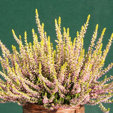 Bruyère d'été 'Theresa' - Calluna | Achat direct au producteur