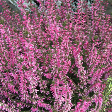 Bruyère d'été 'Mariles' - Calluna | Achat direct au producteur