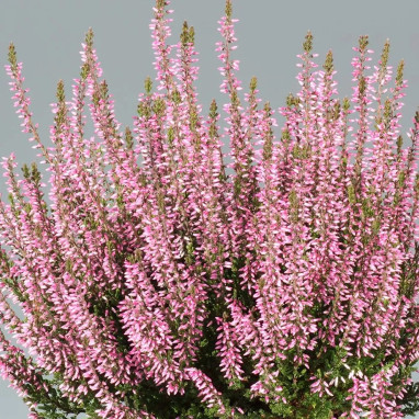 Bruyère d'été 'Pink bettina' - Calluna | Achat direct au producteur