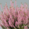 Bruyère D'été 'Pink Bettina'
