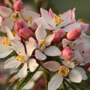Oranger du Mexique 'Apple Blossom' - Choisya | Achat producteur