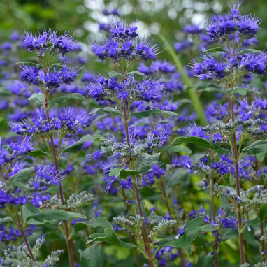 Caryopteris Grand Bleu® 'Inoveris' - Caryopteris | Achat producteur