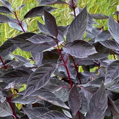 Cornouiller 'Nightfall' - Cornus alba | Achat direct au producteur