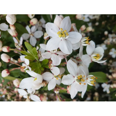 Oranger du Mexique Greenfingers® - Choisya | Achat direct au producteur