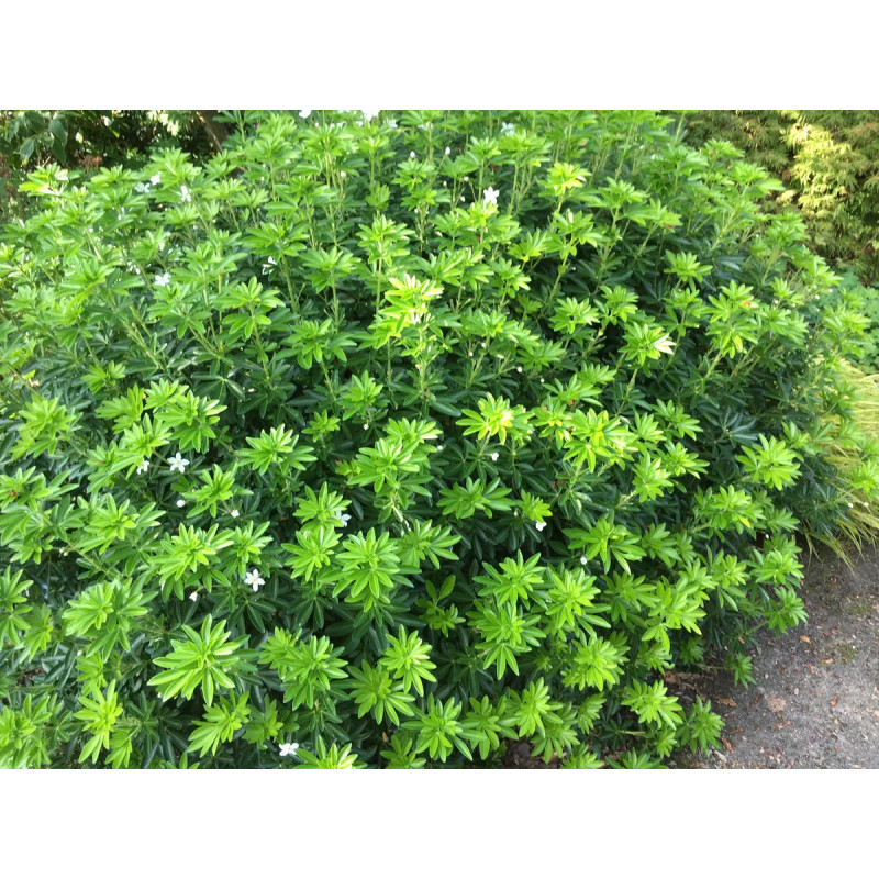 Oranger du Mexique Greenfingers® - Choisya | Achat direct au producteur