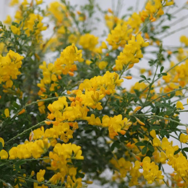 Genêt Phebus® - Cytisus racemosus | Achat direct au producteur