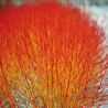 Cornouiller Sanguin Winter Flame®