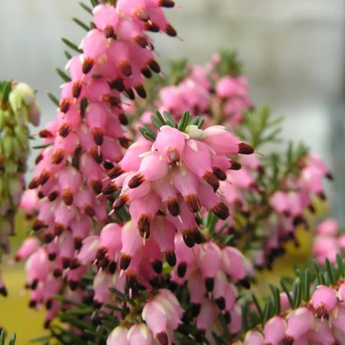 Bruyère d'hiver WINTER BELLES® 'Phoebe' - Erica | Achat producteur