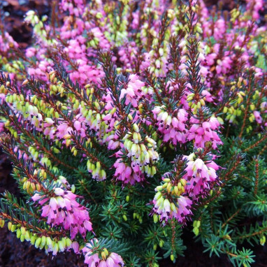 Bruyère d'hiver 'Léa' - Erica | Achat direct au producteur