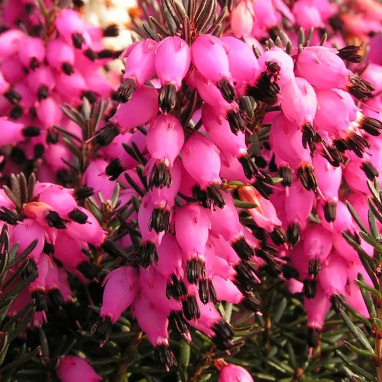Bruyère d'hiver 'Lucie' - Erica darleyensis | Achat direct au producteur