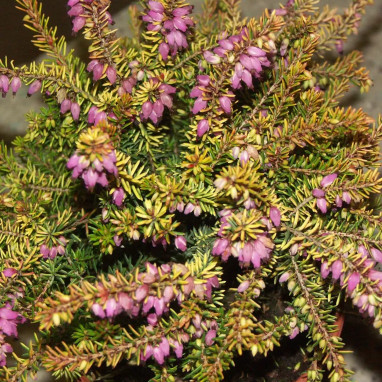 Bruyère d'hiver WINTER BELLES® 'Tylou' - Erica | Achat producteur