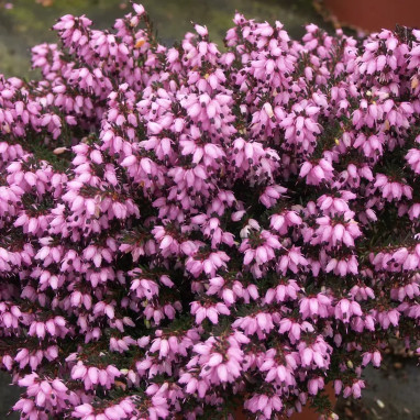 Bruyère d'hiver 'Tyann' - Erica darleyensis | Achat direct au producteur