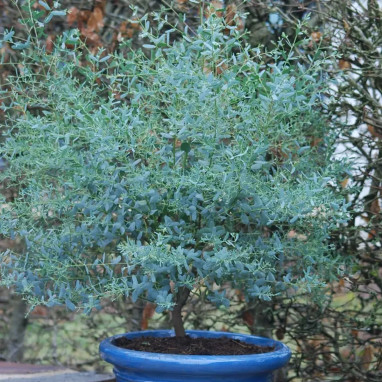 Eucalyptus France Bleu® 'Rengun' - Eucalyptus | Achat producteur