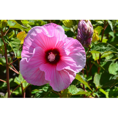 Hibiscus PLANET® Solene 'Tansol' - Hibiscus | Achat producteur