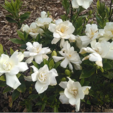 Gardénia Celestial® - Gardenia jasminoides | Achat direct au producteur