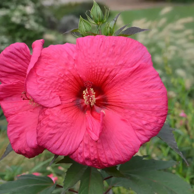 Hibiscus PLANET® Griotte 'Tangri' - Hibiscus | Achat producteur