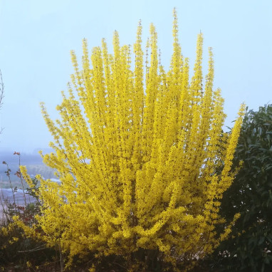 Forsythia WEEKEND® 'Courtalyn' - Forsythia | Achat direct au producteur