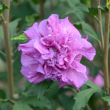 Hibiscus FRENCH CABARET® Purple - Hibiscus syriacus | Achat producteur