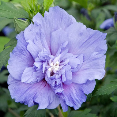 Hibiscus BLUE CHIFFON® 'Notwood3' - Hibiscus | Achat producteur