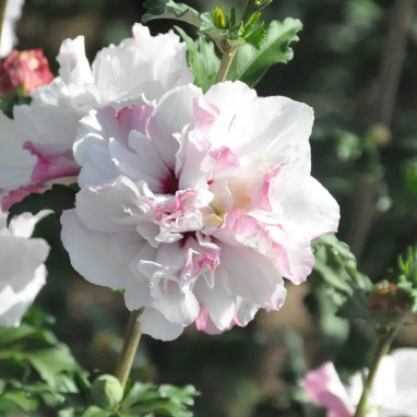 Hibiscus FRENCH CABARET® Pastel - Hibiscus | Achat direct au producteur