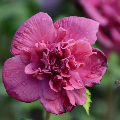 Hibiscus FRENCH CABARET® Red - Hibiscus syriacus | Achat producteur