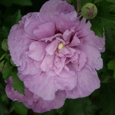 Hibiscus LAVENDER CHIFFON® 'Notwoodone' - Hibiscus | Achat producteur