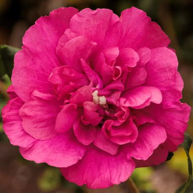 Hibiscus Magenta Chiffon® 'Rwoods5' - Hibiscus | Achat producteur