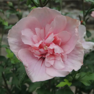 Hibiscus PINK CHIFFON® - Hibiscus syriacus | Achat producteur