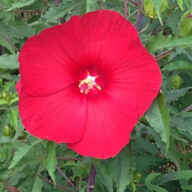 Hibiscus RAIJIN® 'Akata88' - Hibiscus | Achat direct au producteur