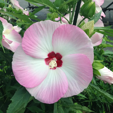 Hibiscus FUJIN® 'Akata204' - Hibiscus | Achat direct au producteur