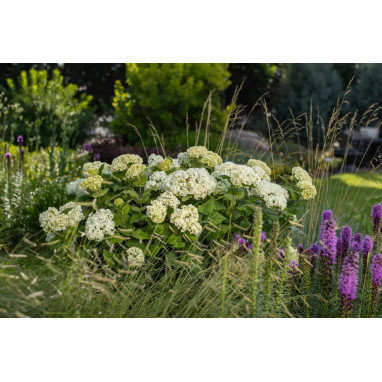 Hortensia Flowerwow® - Hydrangea arborescens | Achat producteur