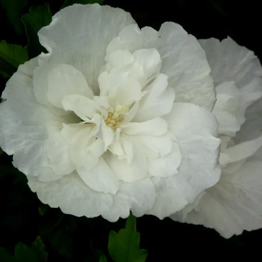 Hibiscus WHITE CHIFFON® 'Notwoodtwo' - Hibiscus | Achat producteur