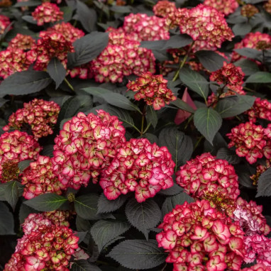 Hortensia Eclipse® - Hydrangea | Achat direct au producteur