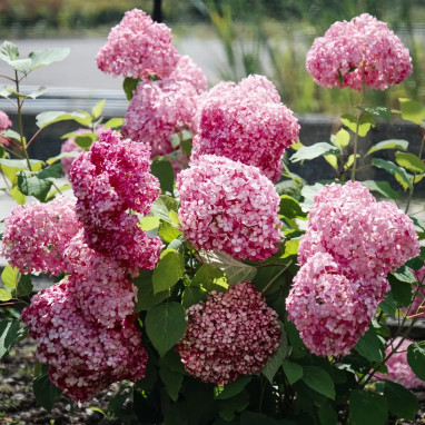 Hortensia Magical® Dark Pink - Hydrangea | Achat direct au producteur