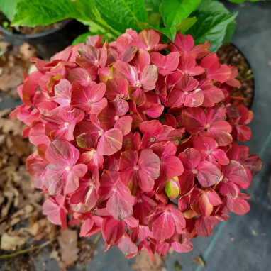 Hortensia Chocolate EVER BELLES® - Hydrangea | Achat direct au producteur