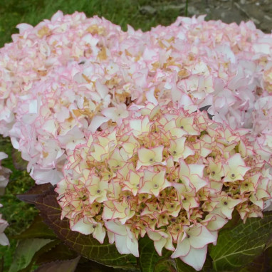 Hortensia DOLCE® France 'Dolfranc' - Hydrangea | Achat producteur