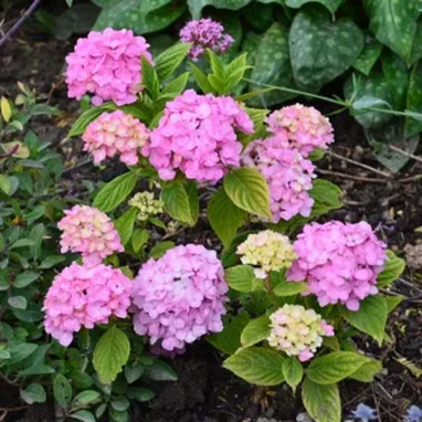 Hortensia SO LONG® 'Rosy' - Hydrangea | Achat direct au producteur