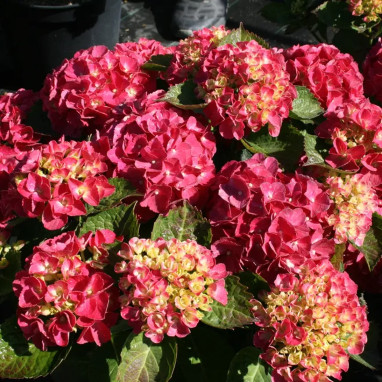 Hortensia Red EVER BELLES® - Hydrangea | Achat direct au producteur